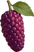 Ingredient